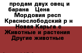 продам двух овец и барана › Цена ­ 6 000 - Мордовия респ., Краснослободский р-н, Новая Карьга с. Животные и растения » Другие животные   